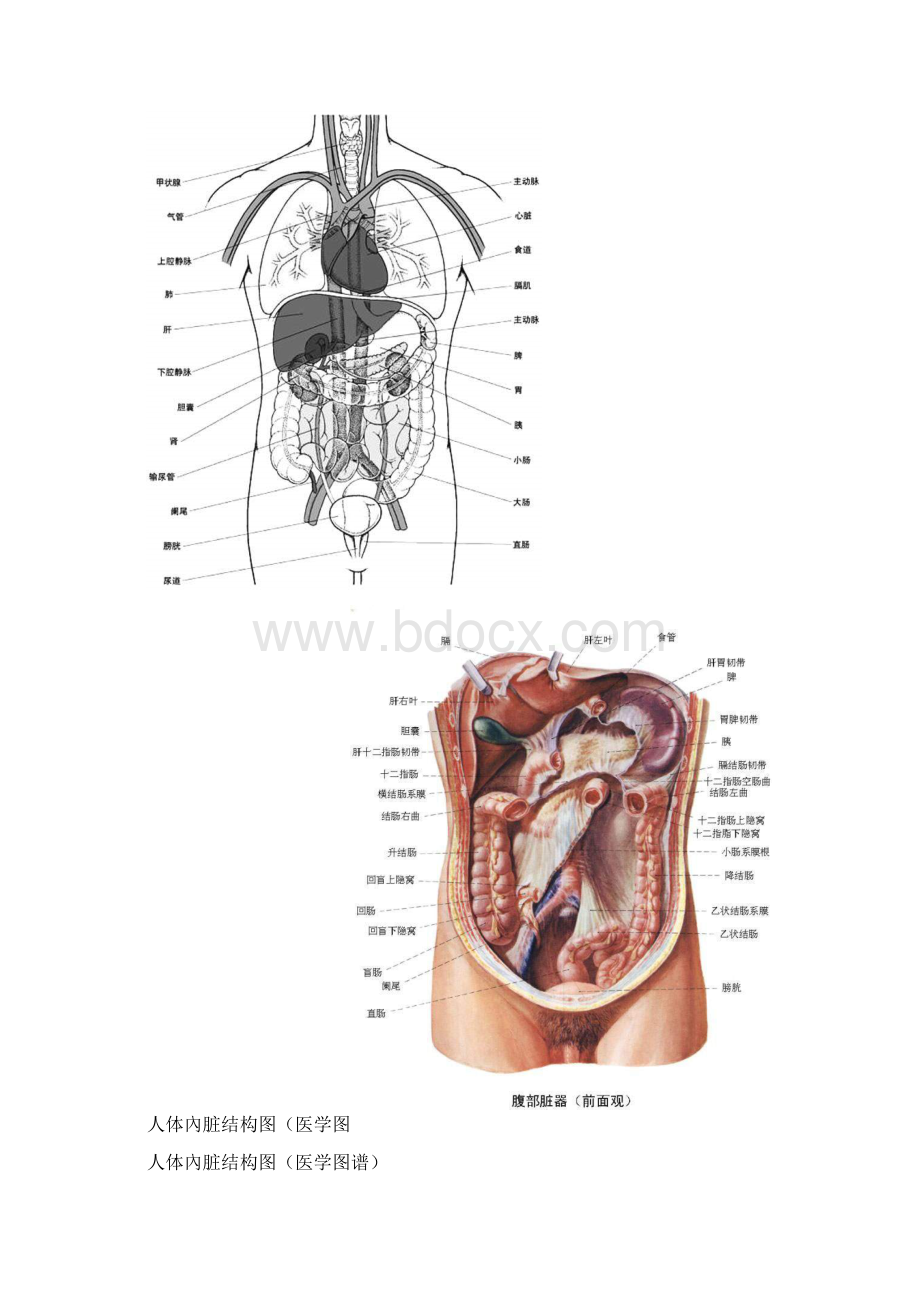 人体内脏结构穴位医学图谱14幅高清版.docx_第2页