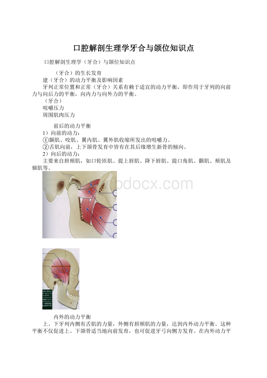 口腔解剖生理学牙合与颌位知识点.docx