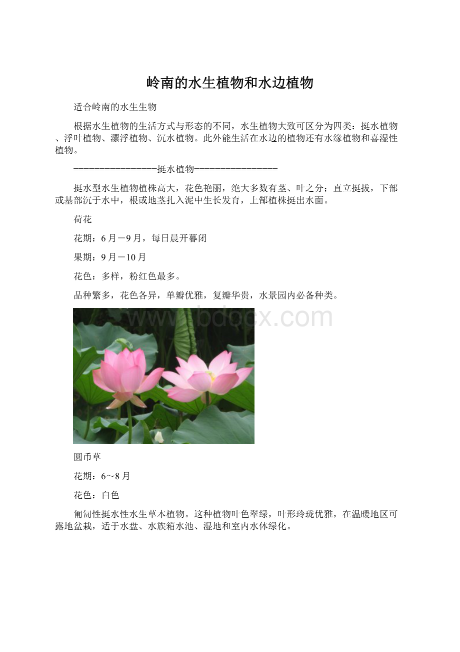 岭南的水生植物和水边植物Word格式.docx_第1页