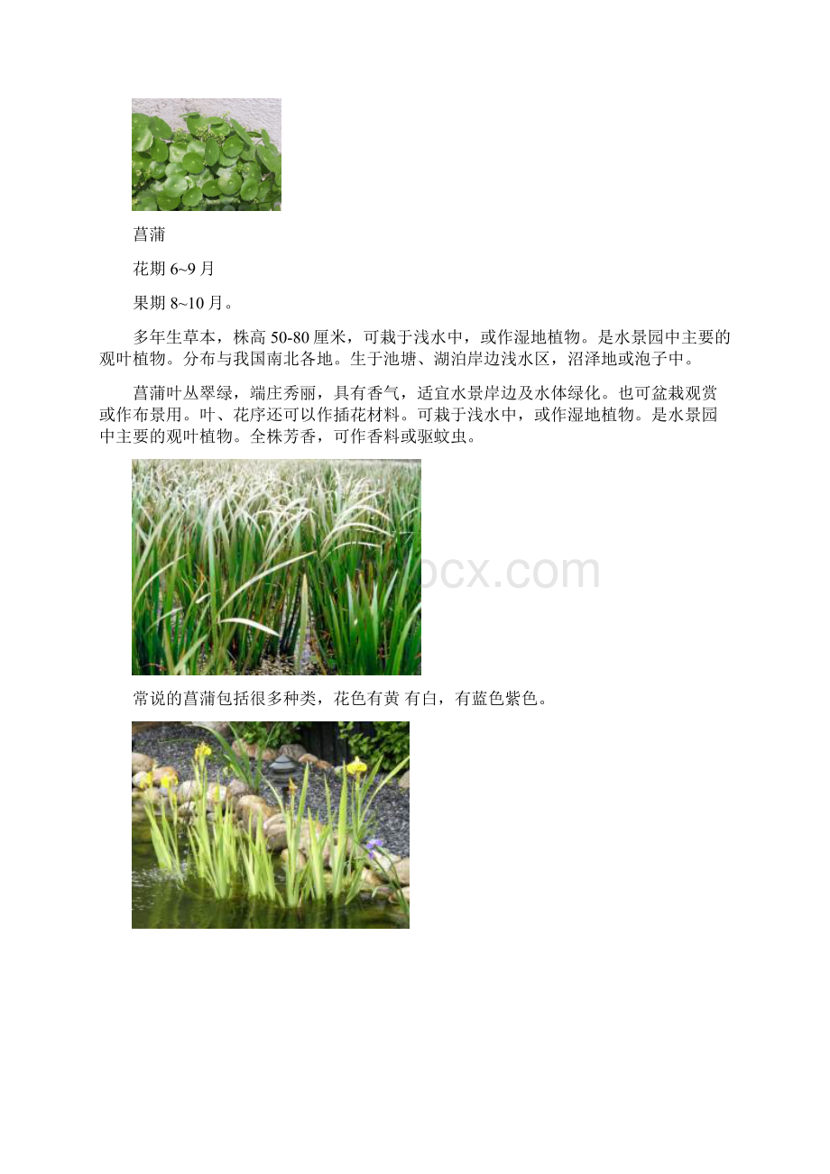 岭南的水生植物和水边植物Word格式.docx_第2页