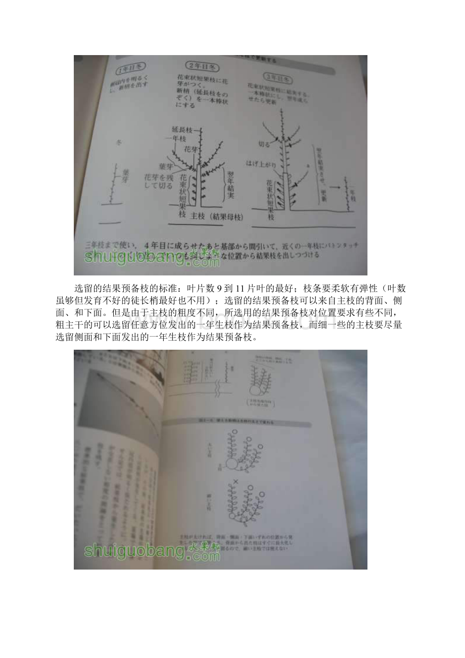 大樱桃一根棒修剪技术讲课稿文档格式.docx_第3页