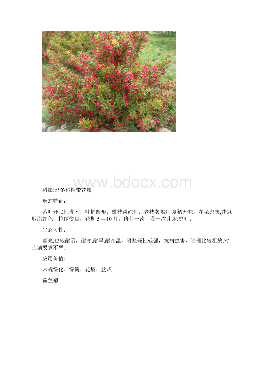 几种耐盐碱花卉.docx_第3页