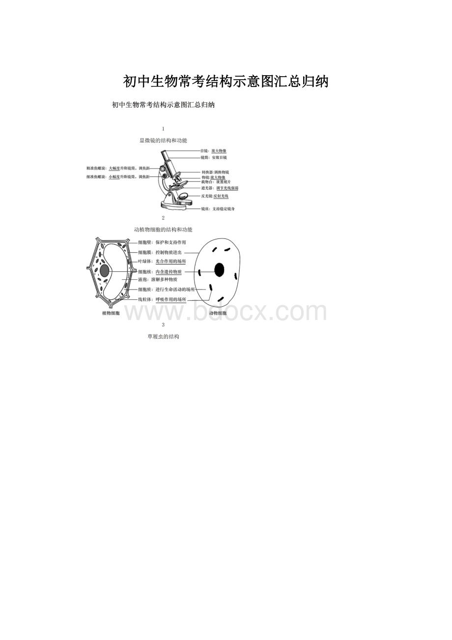 初中生物常考结构示意图汇总归纳.docx