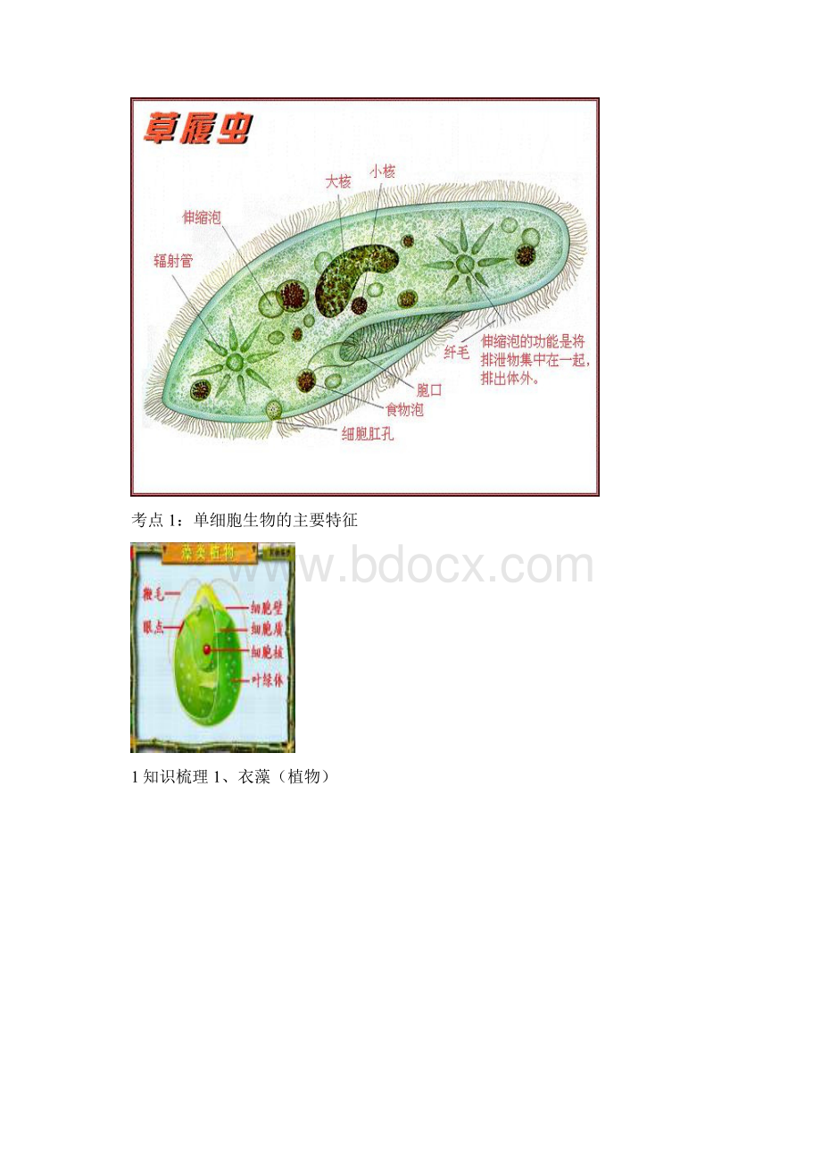 科学讲义2显微镜的正确使用2Word格式文档下载.docx_第2页