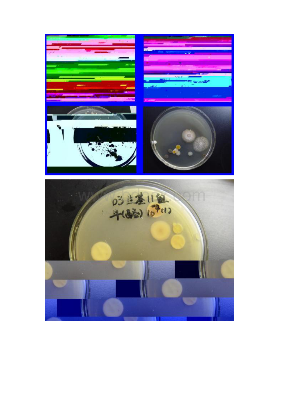 微生物学实验8链霉菌的形态结构 几种常见霉.docx_第2页