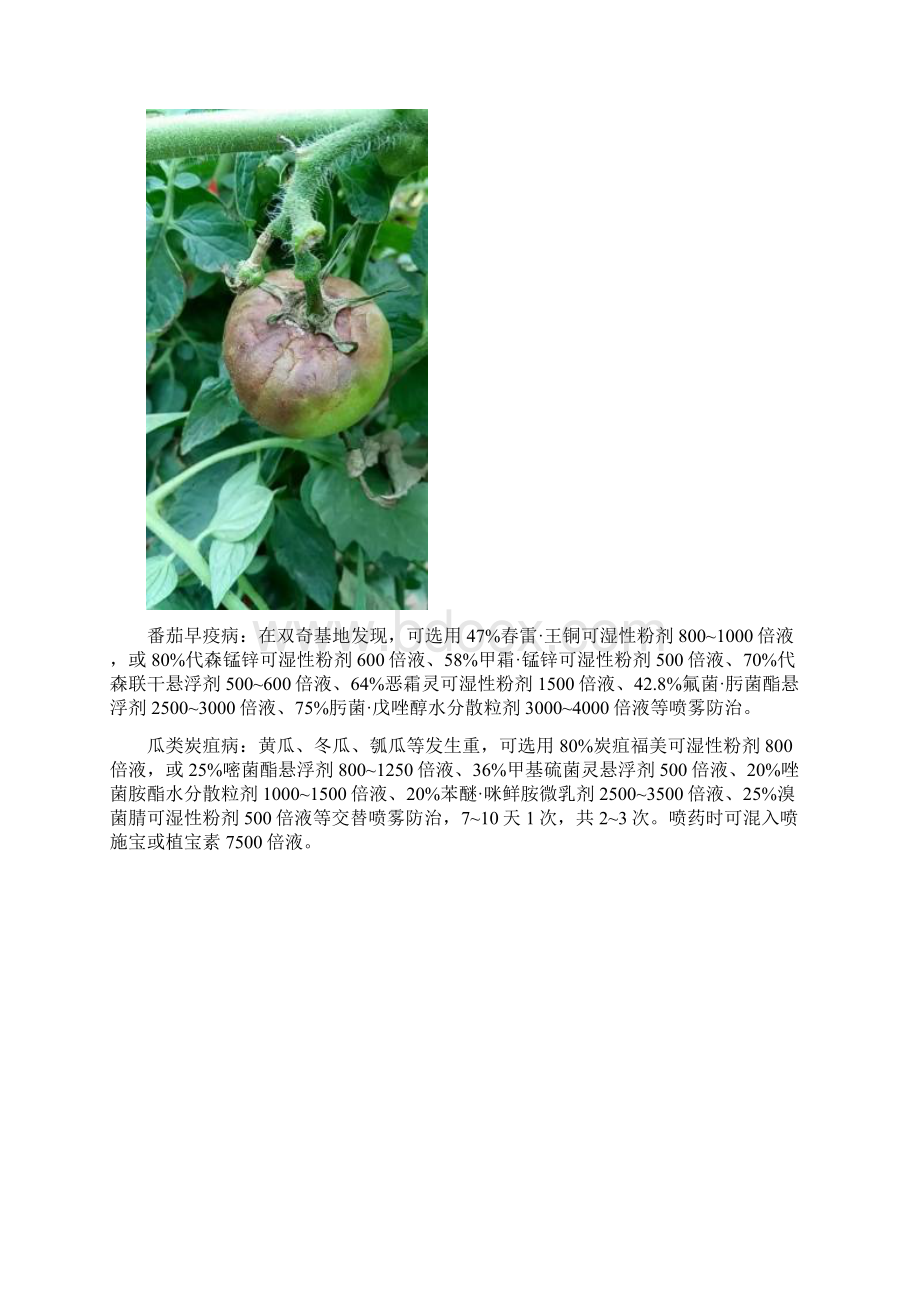 六七月蔬菜主要病虫害发生及药剂防治要点.docx_第2页