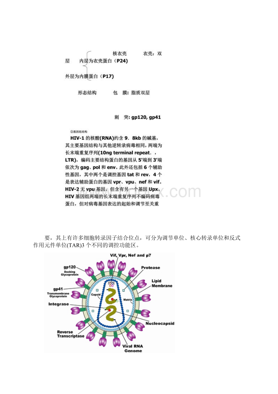 HIV病毒结构复制致病机理及研究进展.docx_第3页