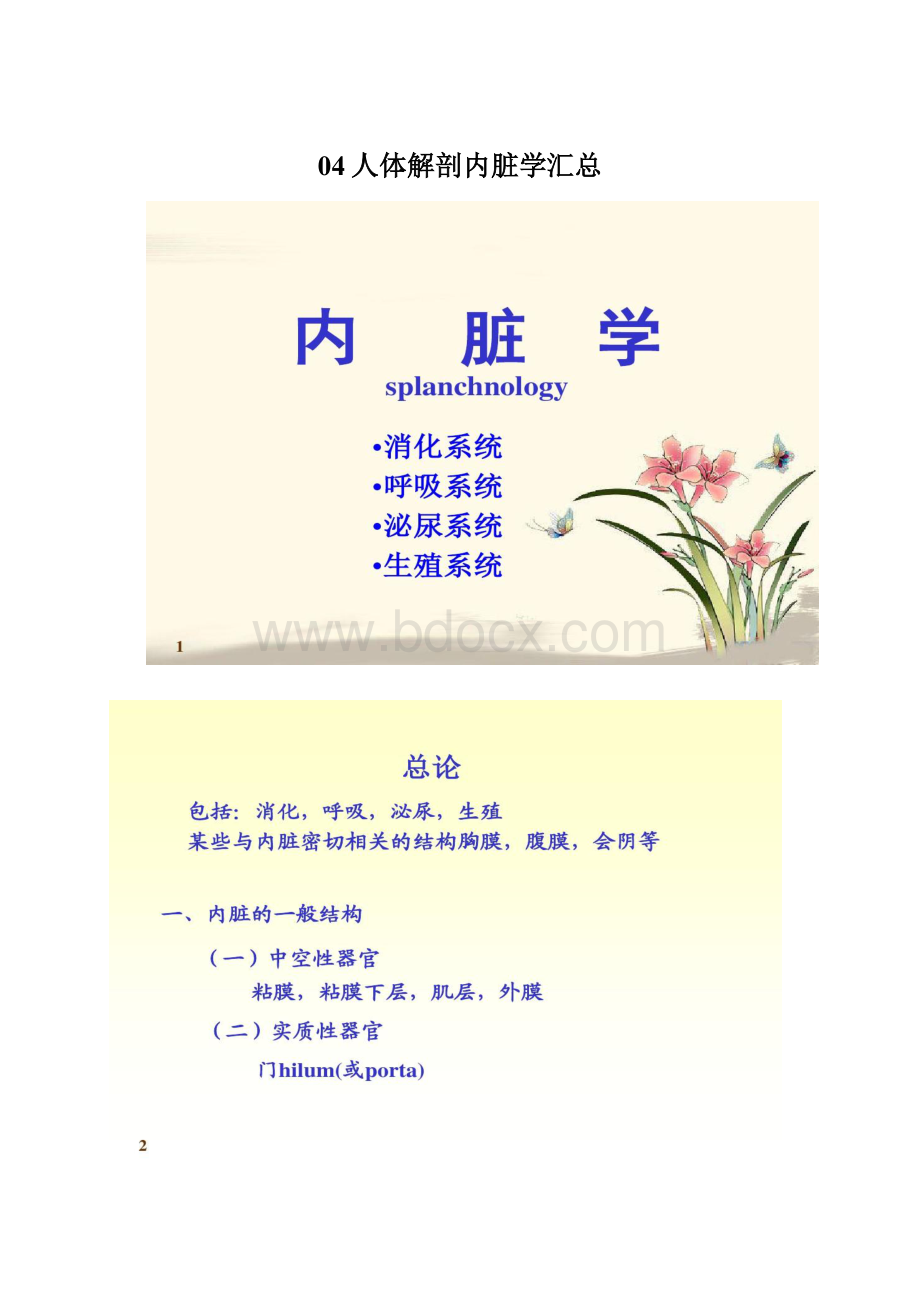 04人体解剖内脏学汇总Word文件下载.docx