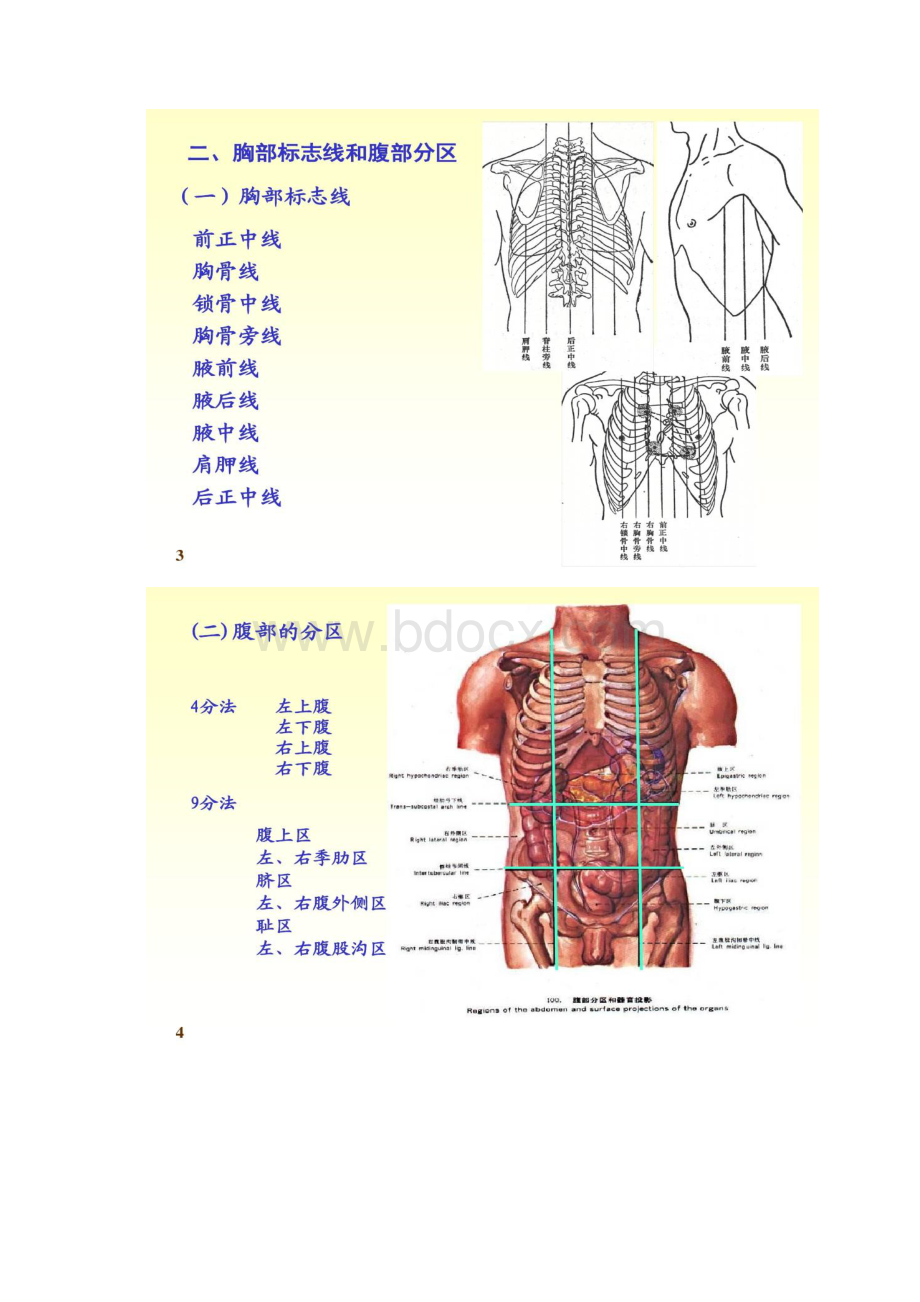 04人体解剖内脏学汇总.docx_第2页