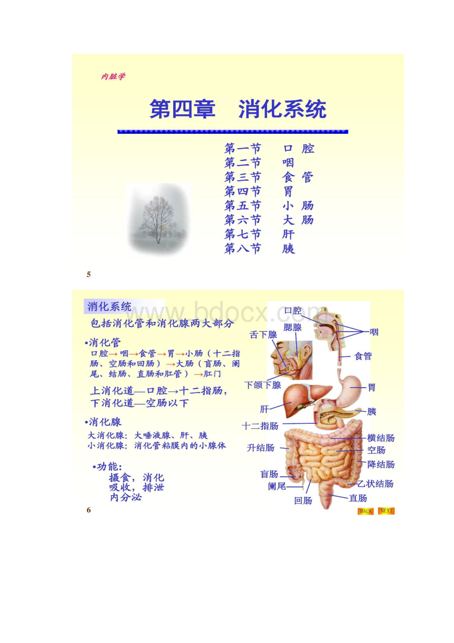 04人体解剖内脏学汇总.docx_第3页