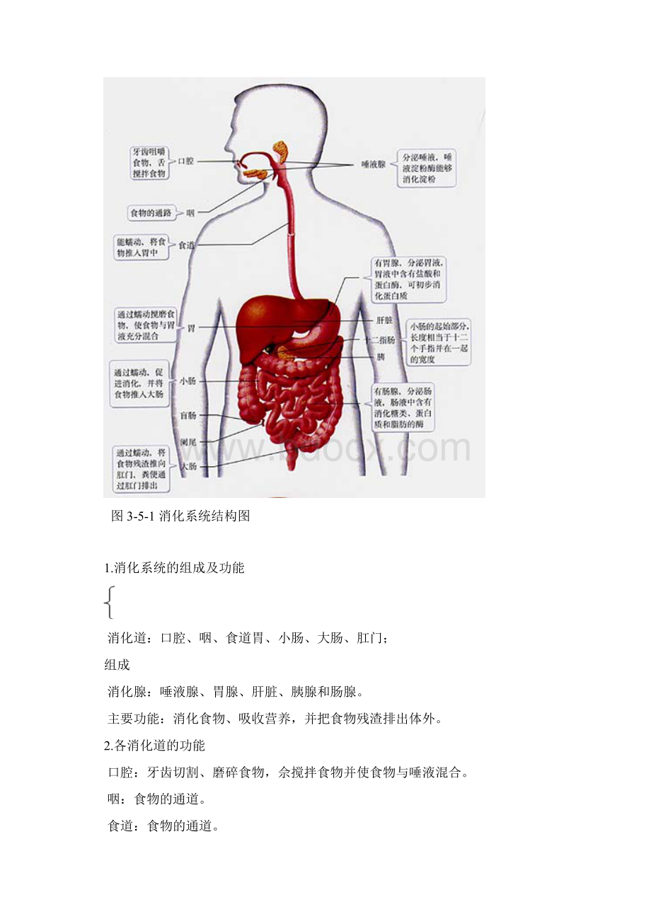 中考科学复习第五章人体的新陈代谢解析.docx_第2页