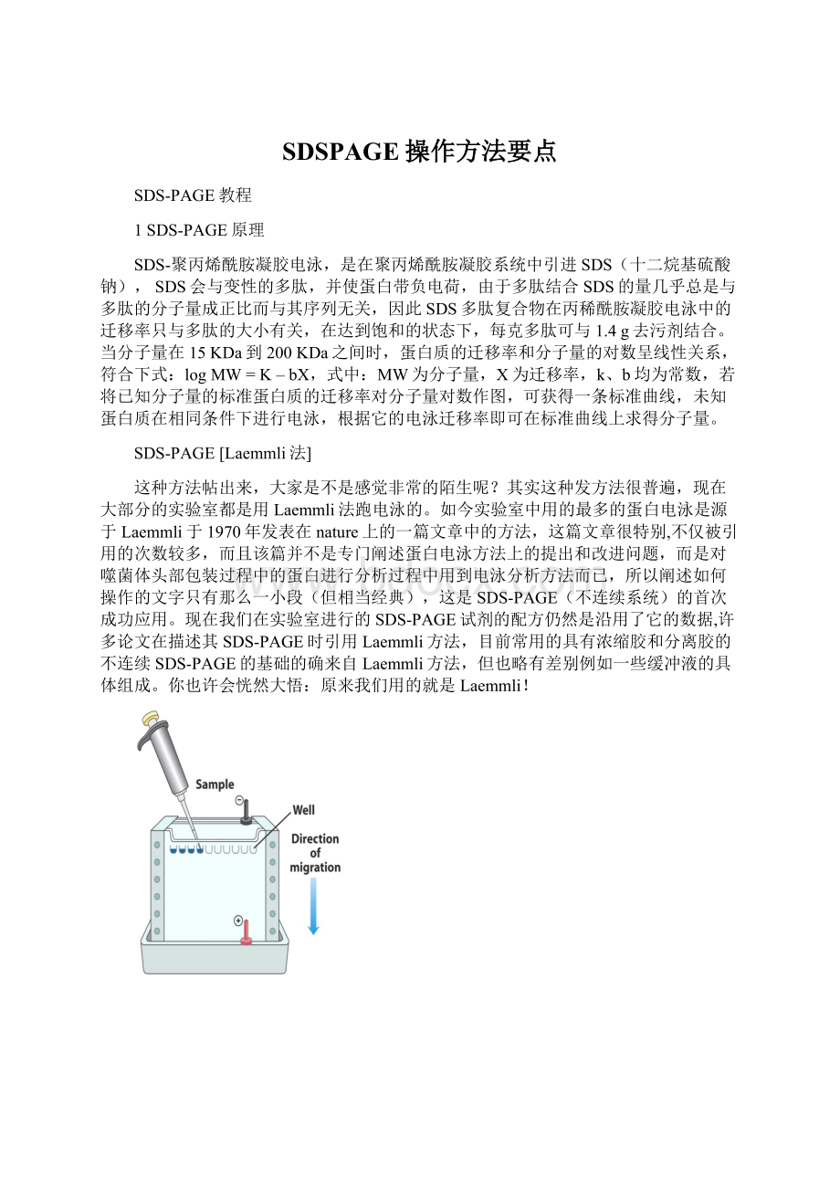 SDSPAGE操作方法要点.docx