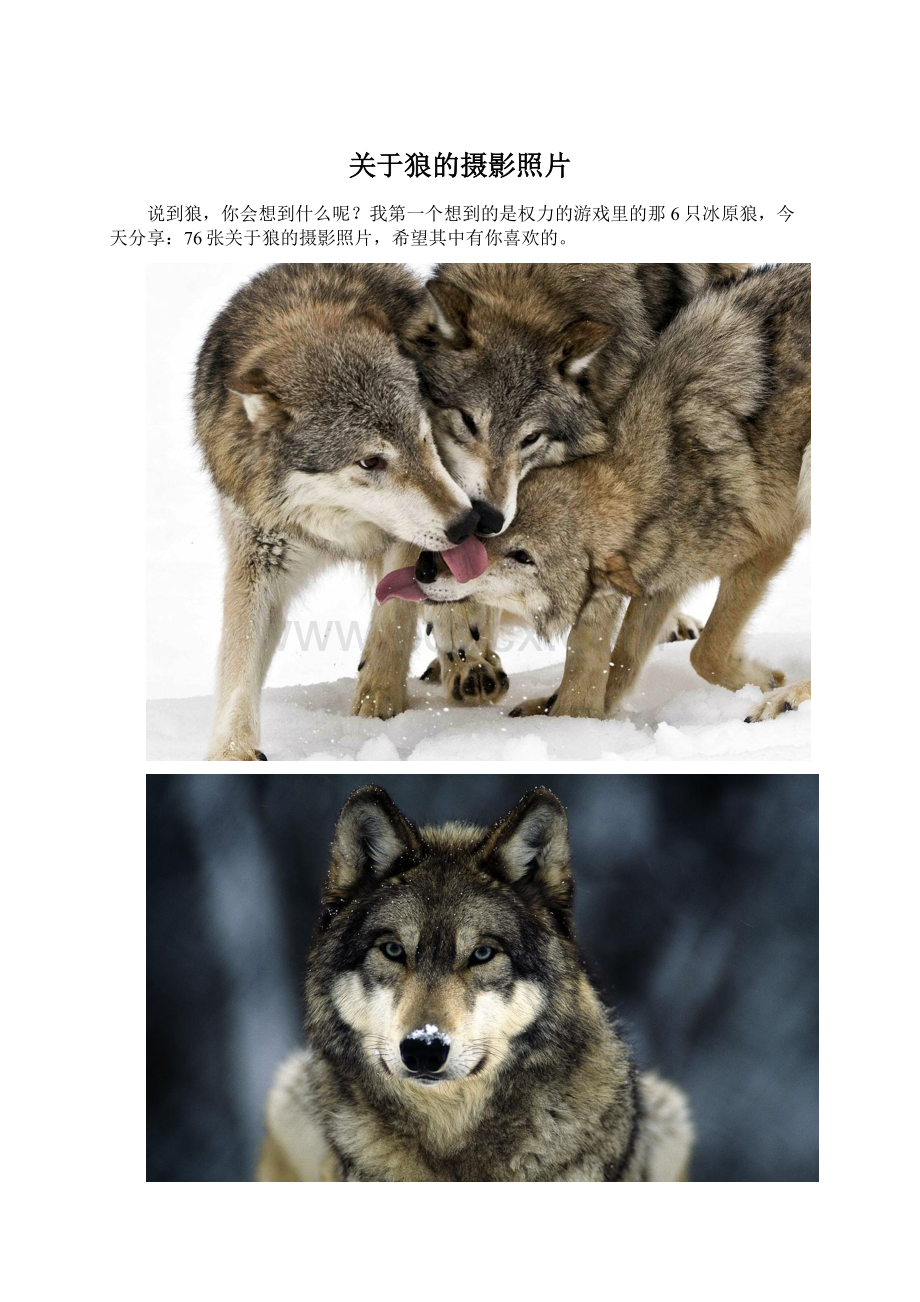 关于狼的摄影照片Word格式.docx