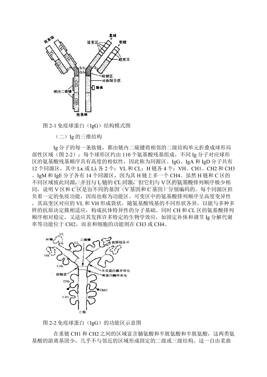 免疫学基础理论 第二章 免疫球蛋白Word下载.docx_第2页