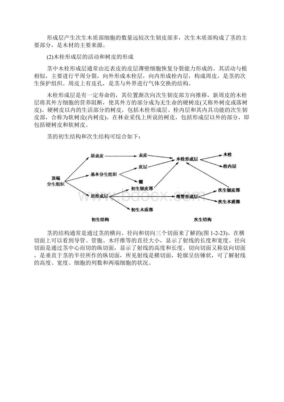 植物解剖和生理2.docx_第2页