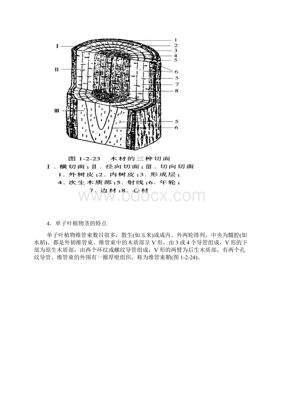 植物解剖和生理2.docx_第3页