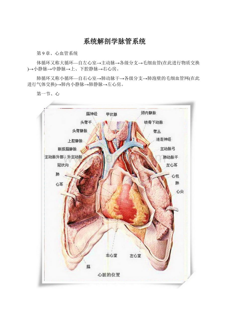 系统解剖学脉管系统.docx