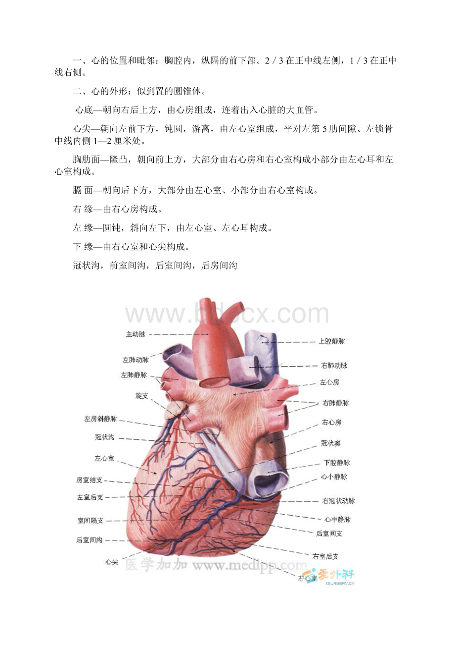 系统解剖学脉管系统.docx_第2页