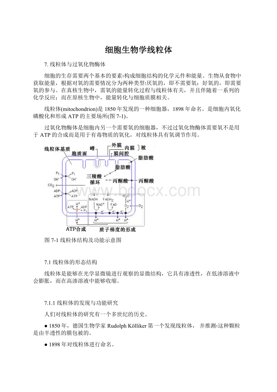 细胞生物学线粒体.docx