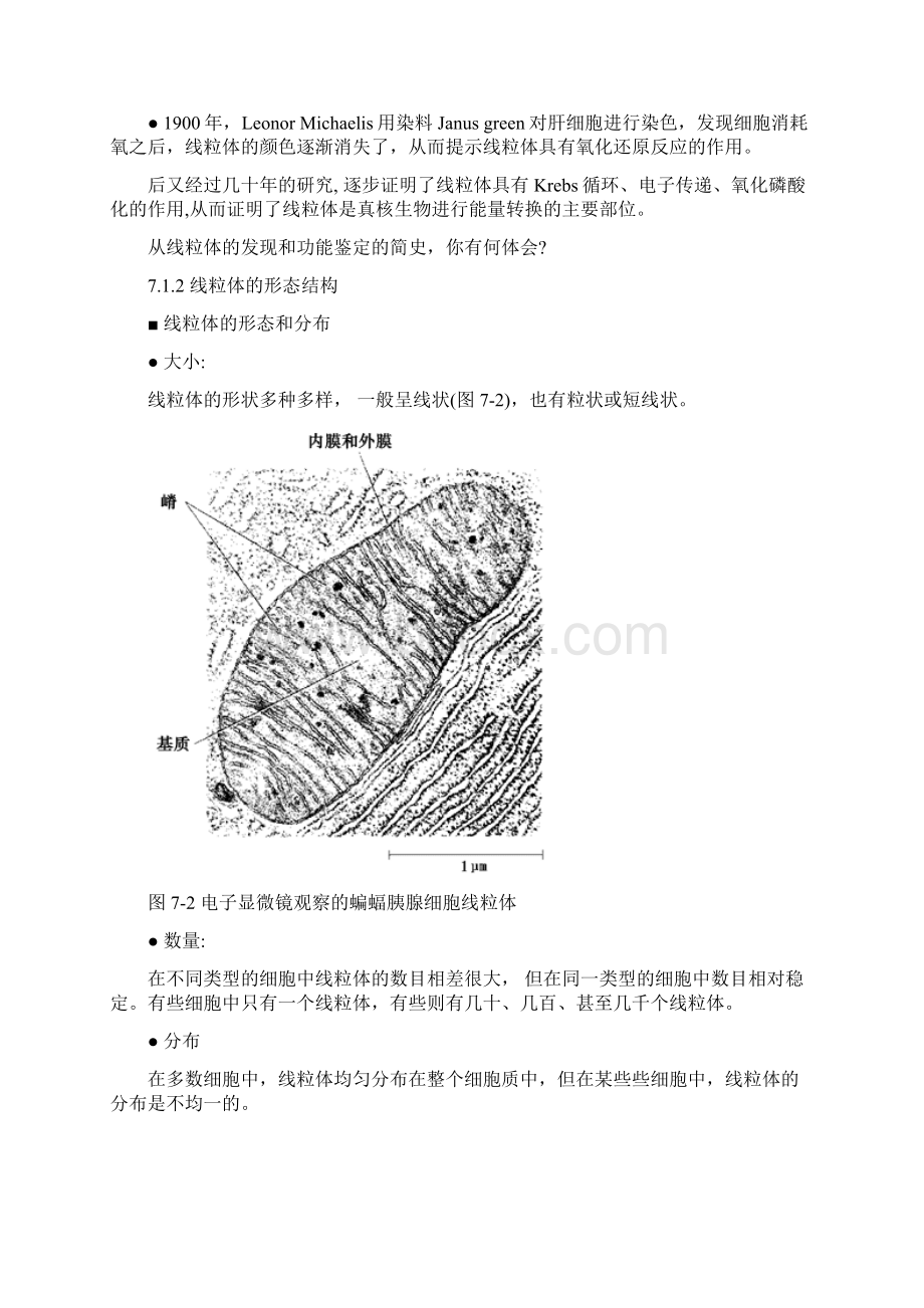 细胞生物学线粒体.docx_第2页