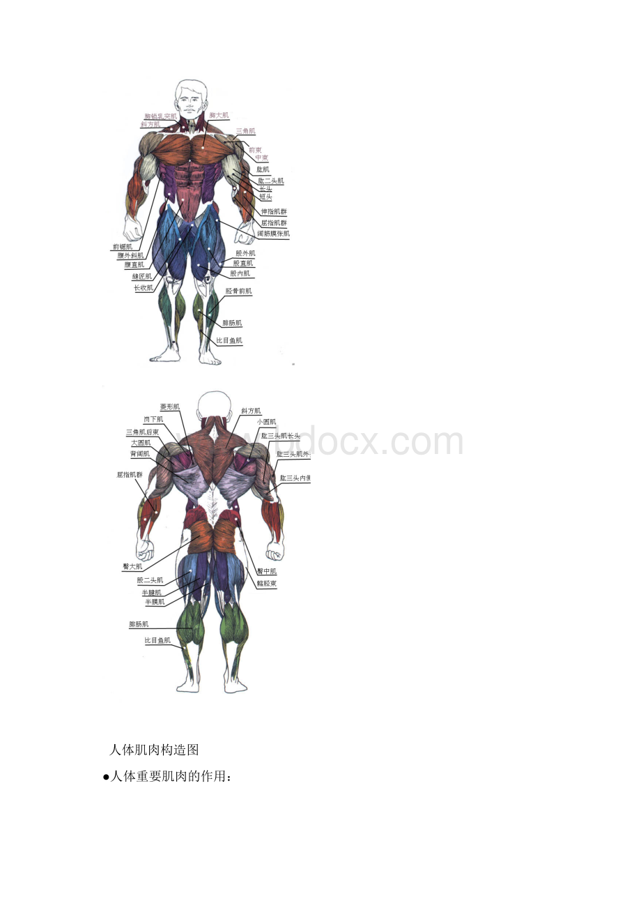 健身教练培训健身知识系统总汇DOC 31页Word文件下载.docx_第3页