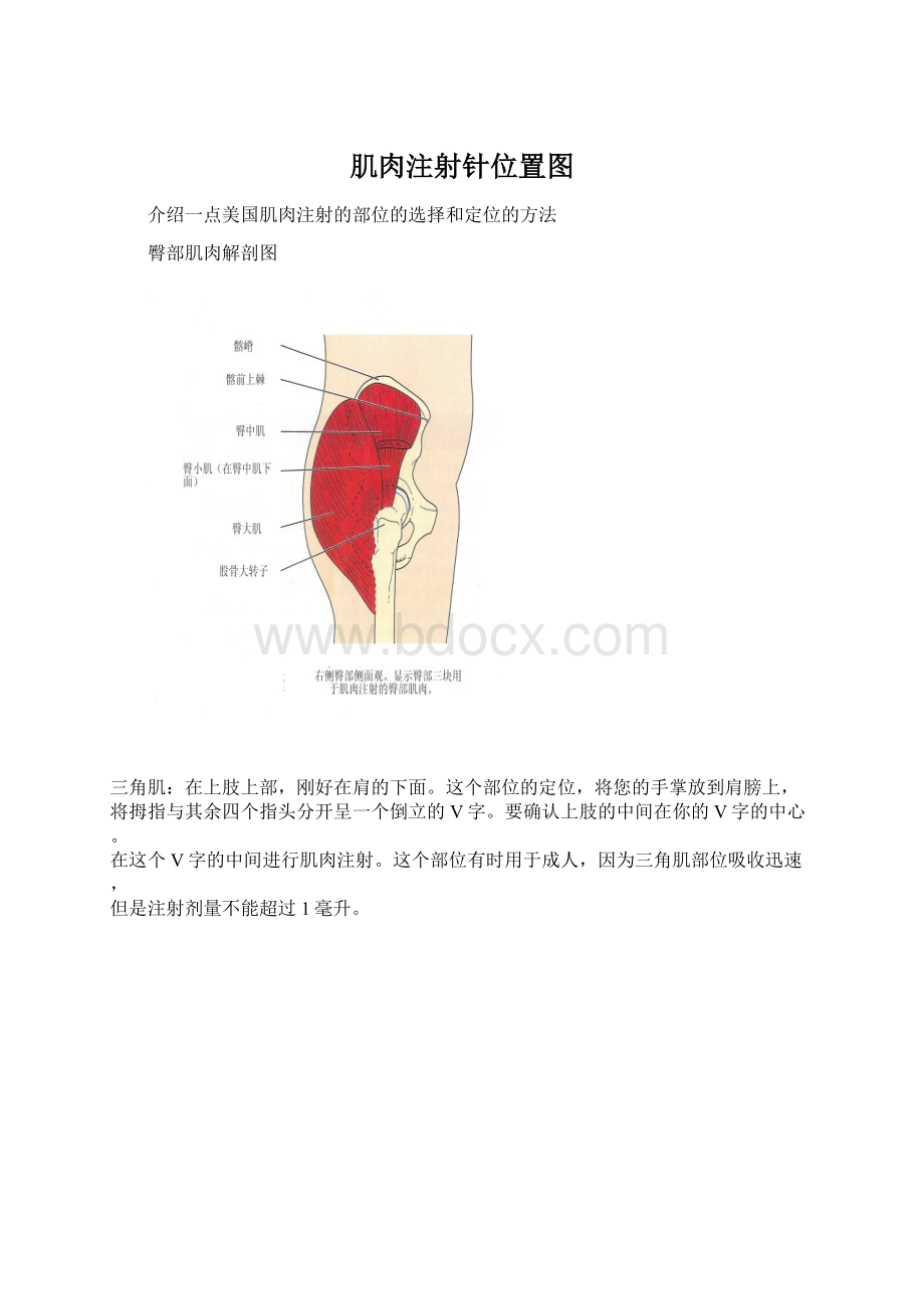 肌肉注射针位置图Word文档格式.docx_第1页