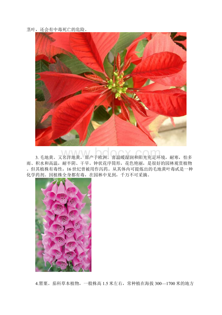 剧毒植物.docx_第2页