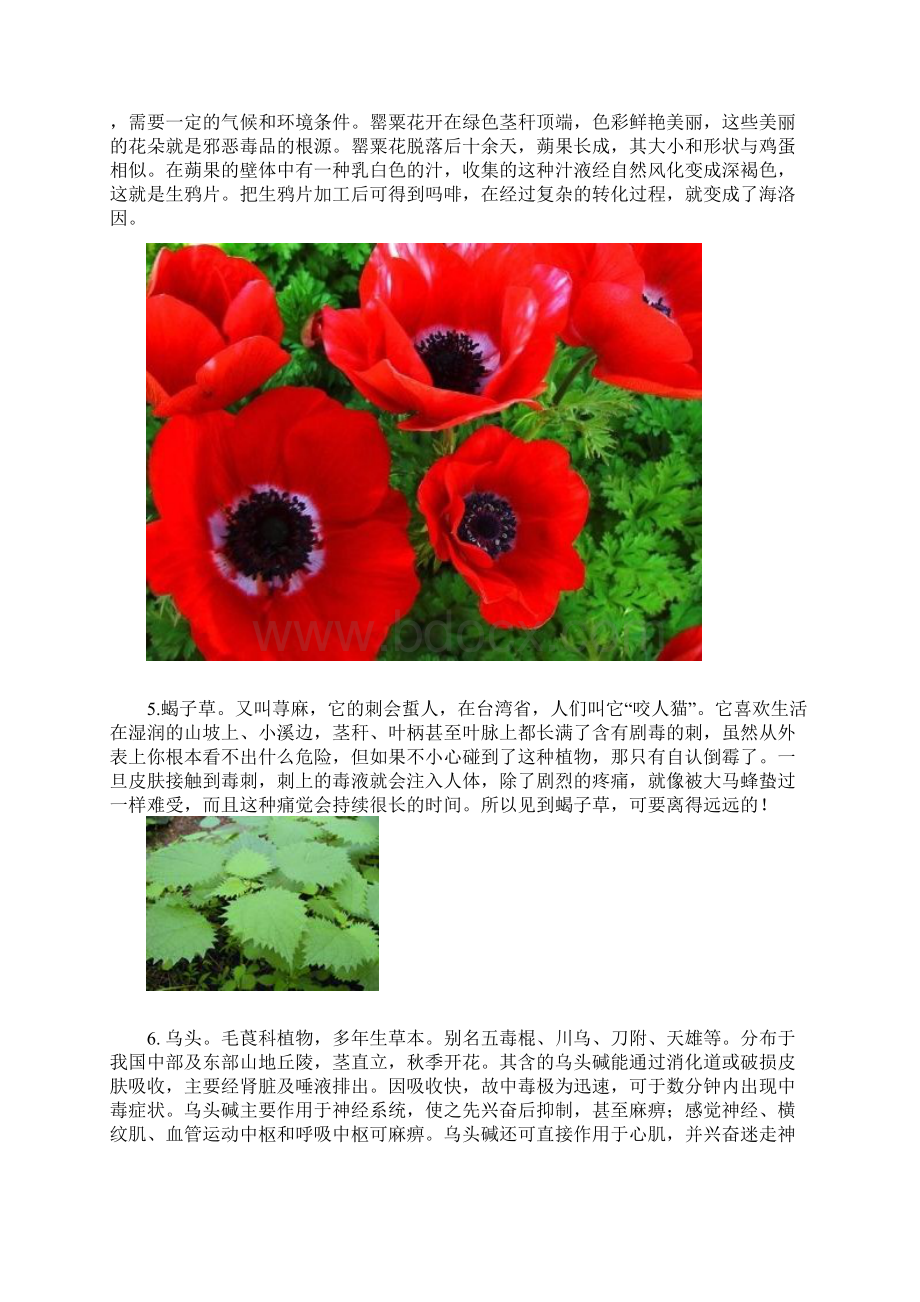 剧毒植物.docx_第3页