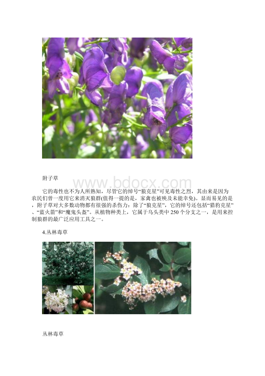 世界上最毒的16种植物组图Word文档下载推荐.docx_第3页