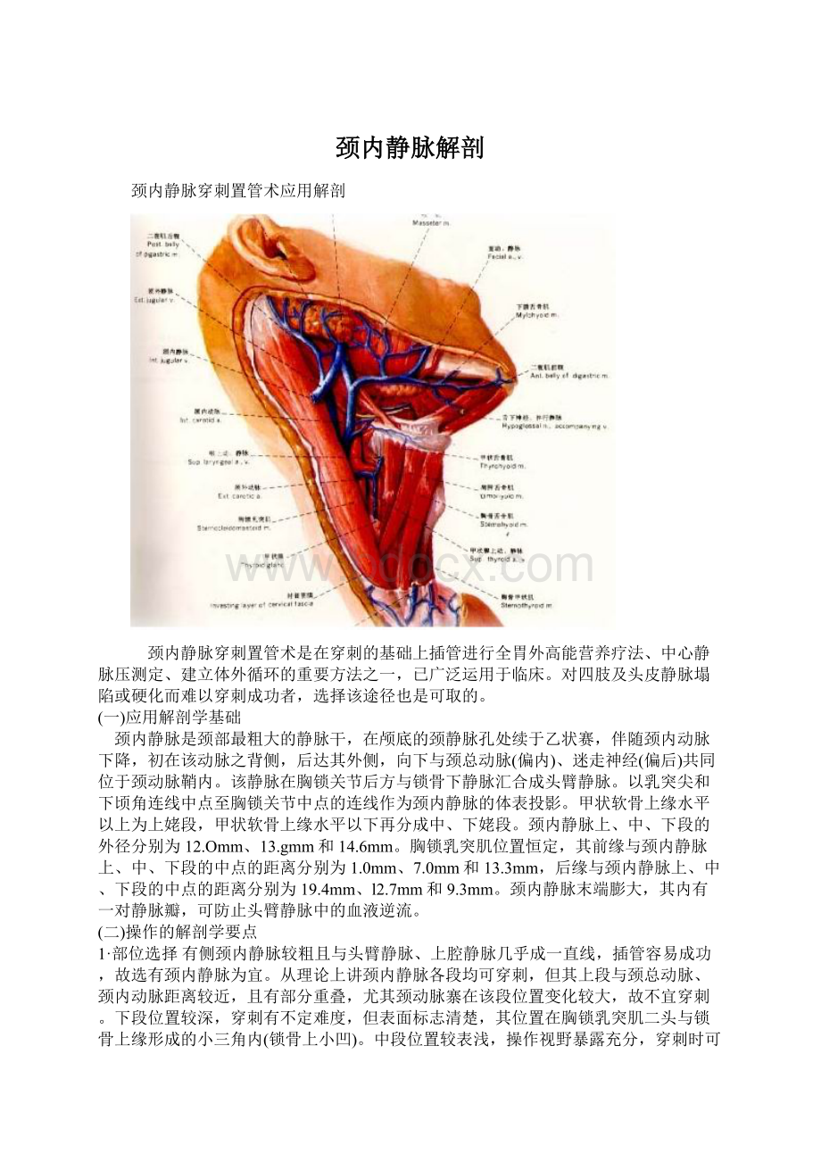 颈内静脉解剖.docx_第1页