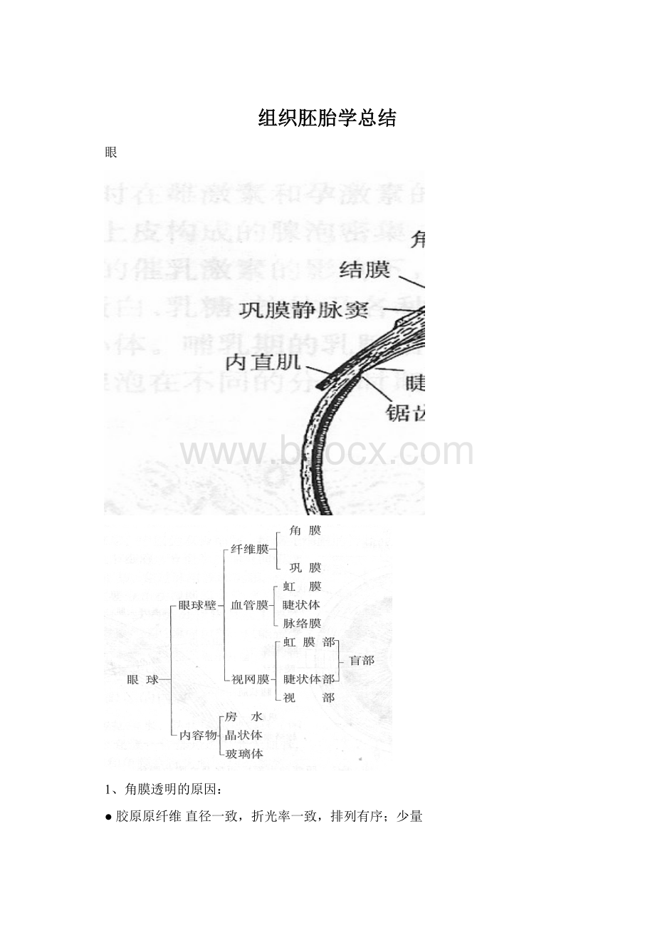 组织胚胎学总结Word下载.docx