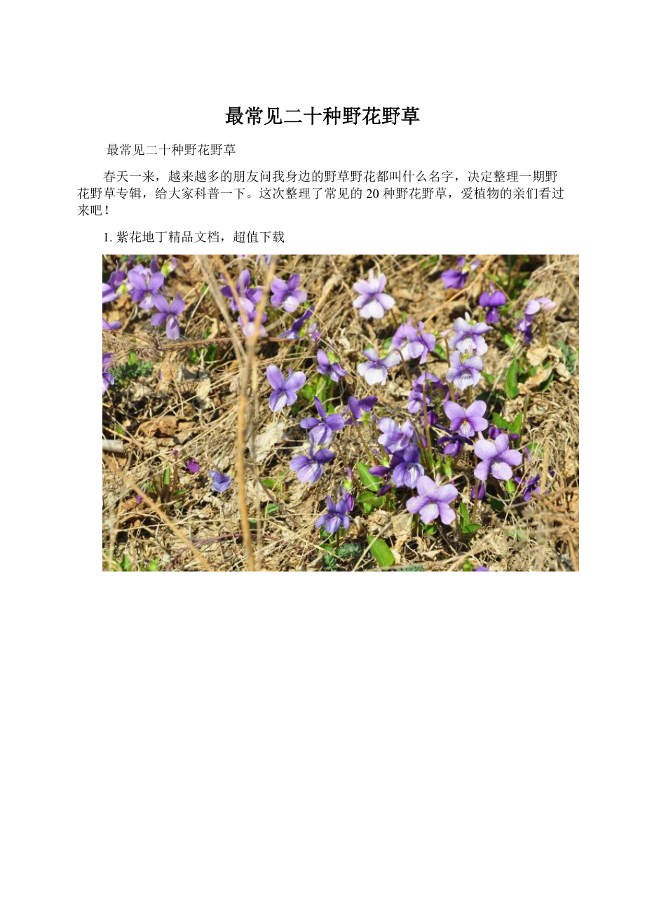 最常见二十种野花野草Word文件下载.docx