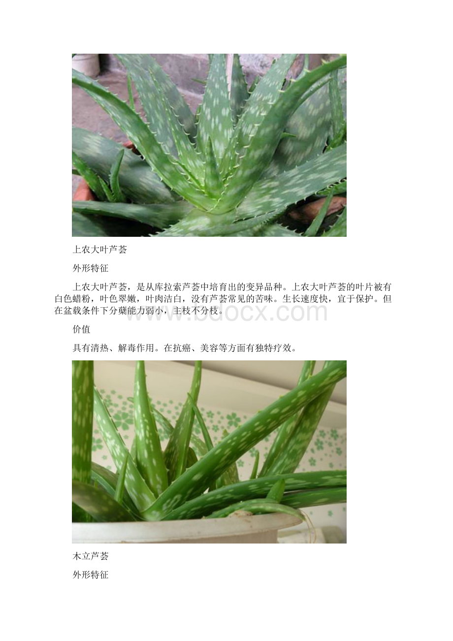 芦荟的品种及图片.docx_第2页