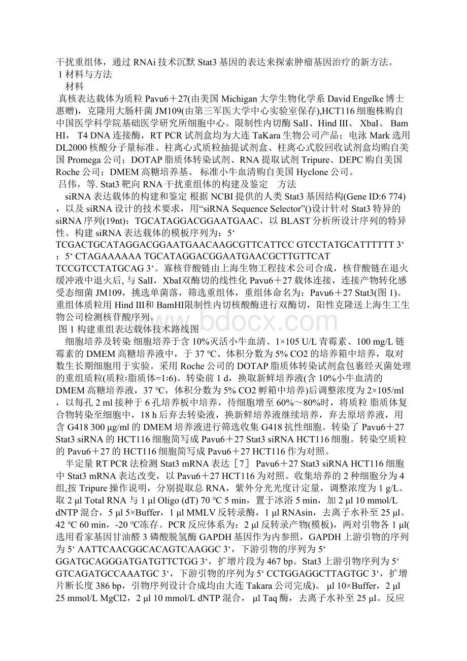 Stat3靶向RNA干扰重组体的构建及鉴定.docx_第2页