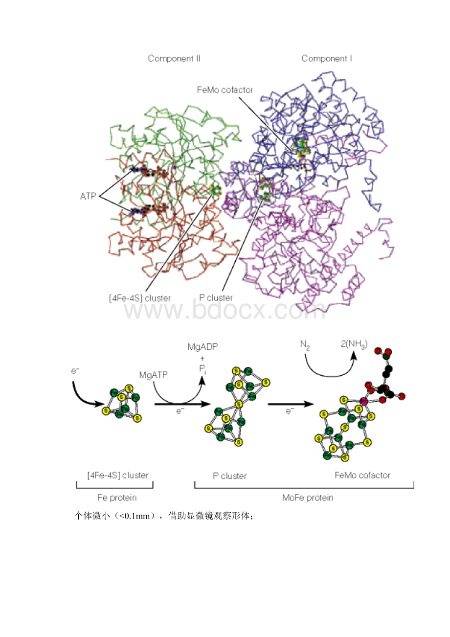 微生物资料增补版Word格式文档下载.docx_第2页