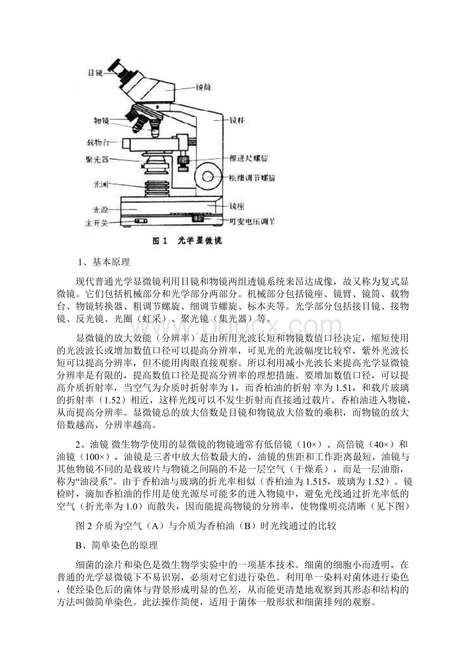 普通光学显微镜的使用单染色及革兰氏染色.docx_第2页