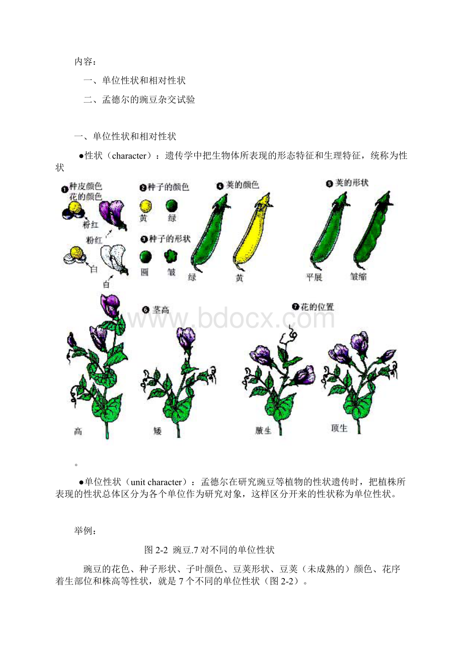 第二章 分离规律Word格式.docx_第2页