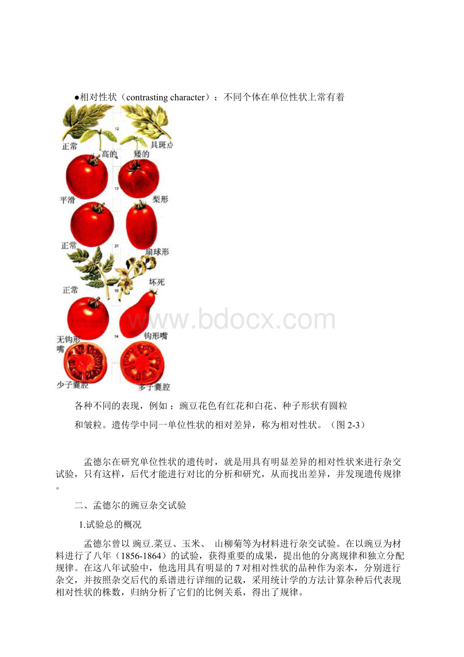 第二章 分离规律Word格式.docx_第3页