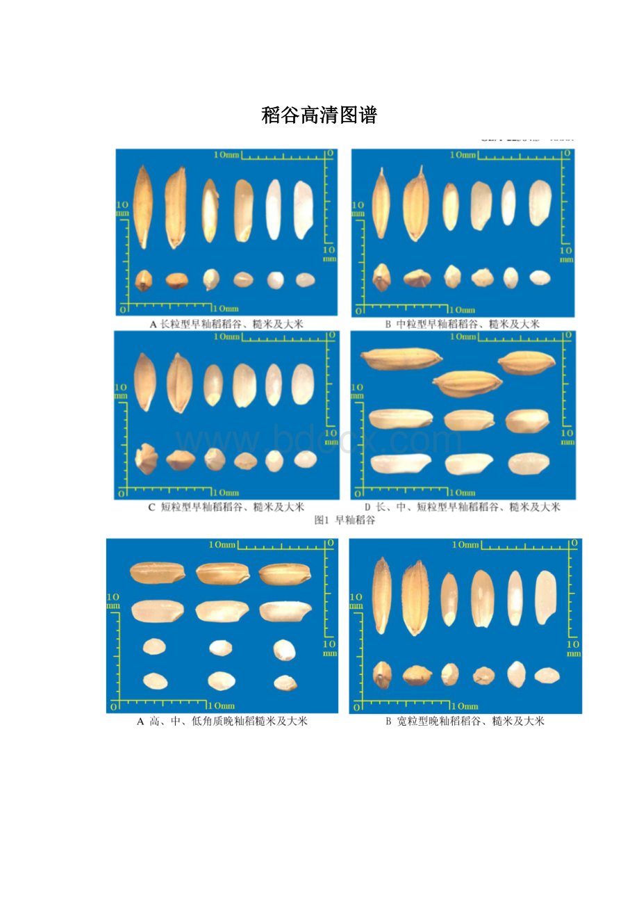 稻谷高清图谱Word文档格式.docx