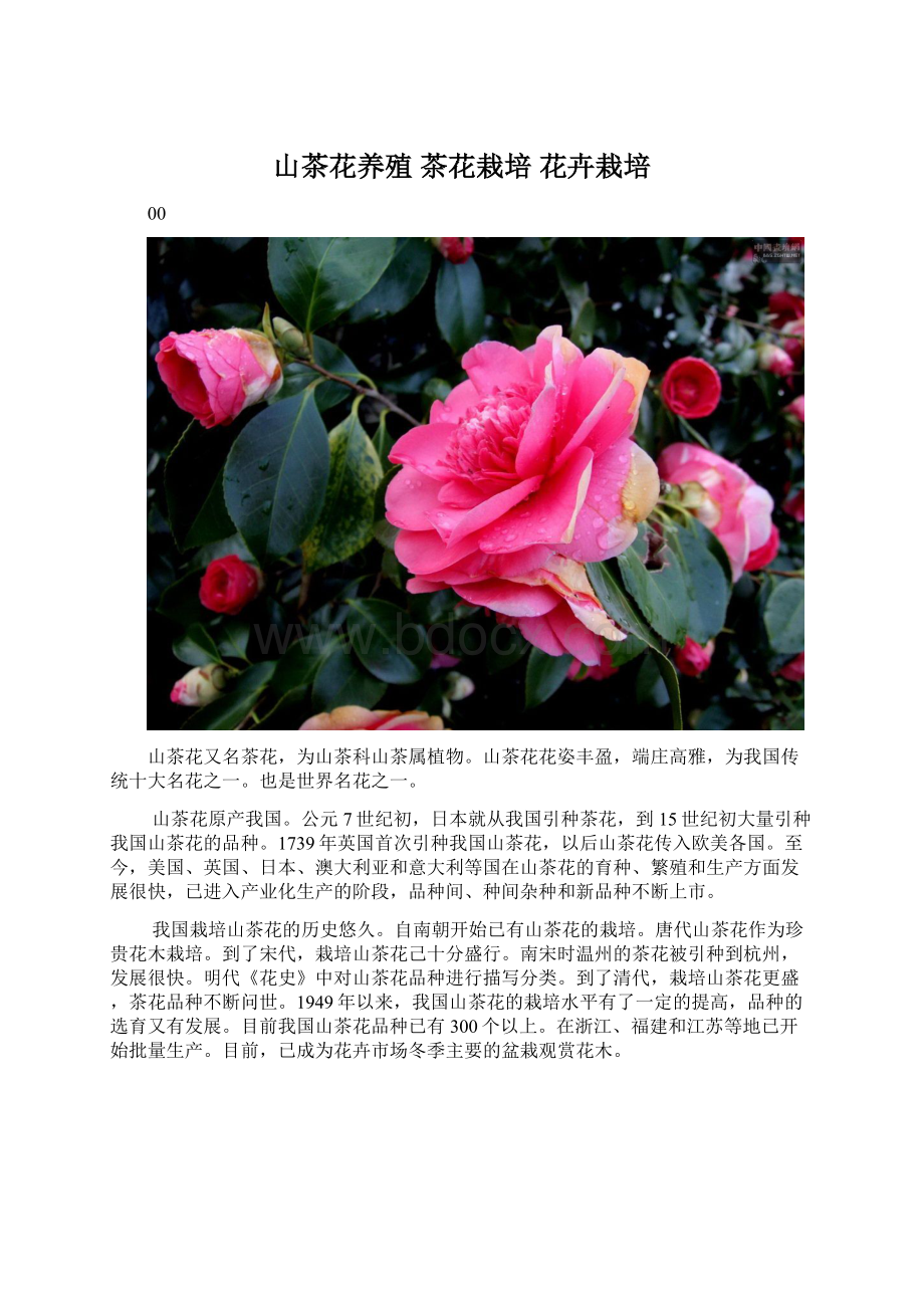 山茶花养殖 茶花栽培花卉栽培.docx_第1页