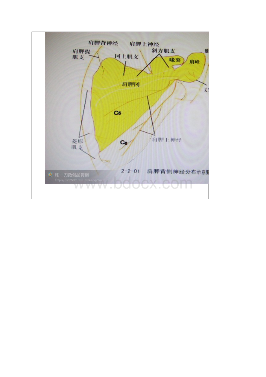 临床易损肌肉起止点图示陈一刀版文档格式.docx_第2页