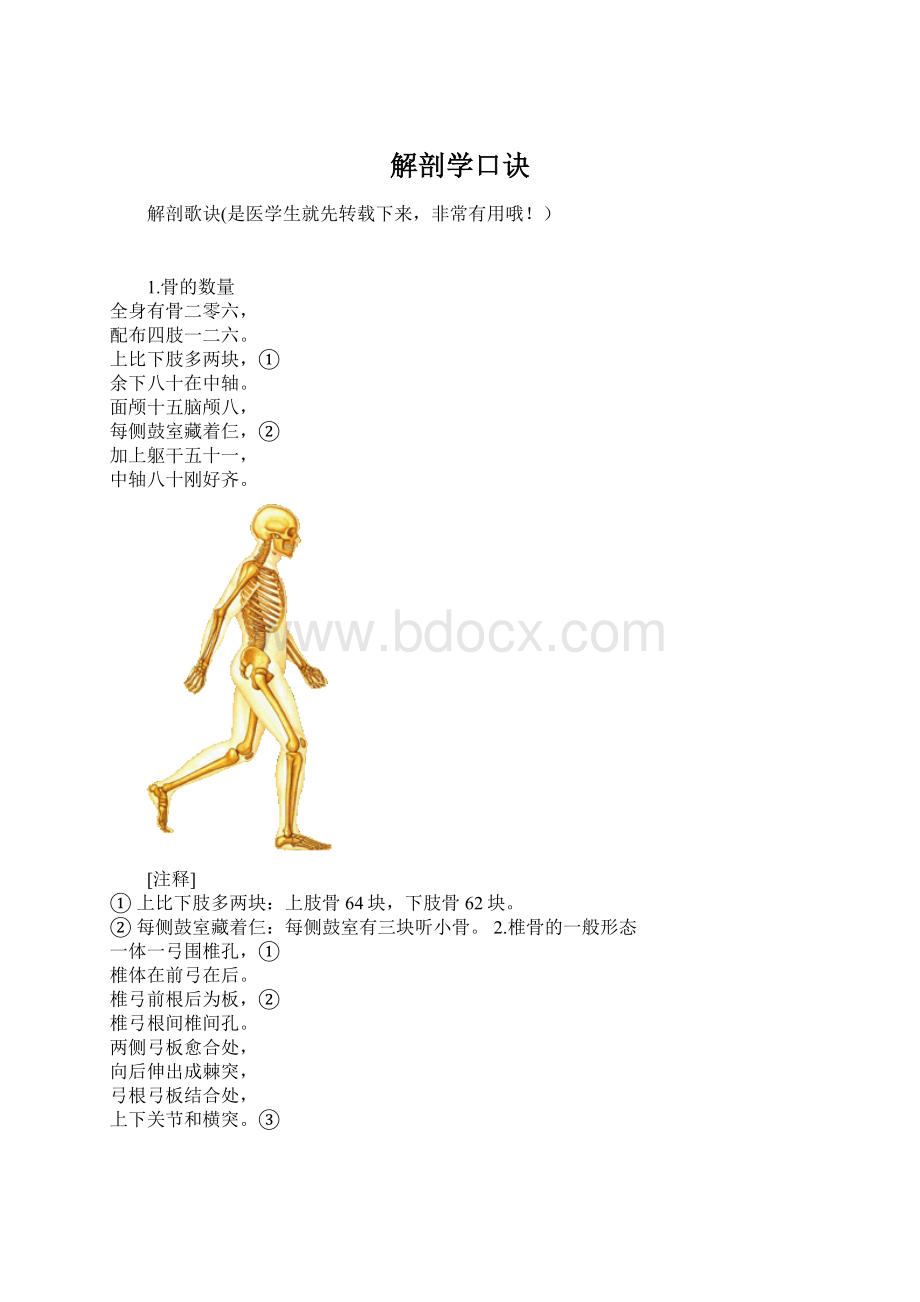 解剖学口诀.docx