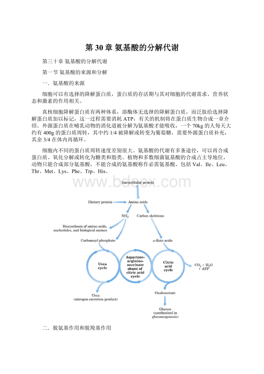 第30章 氨基酸的分解代谢.docx