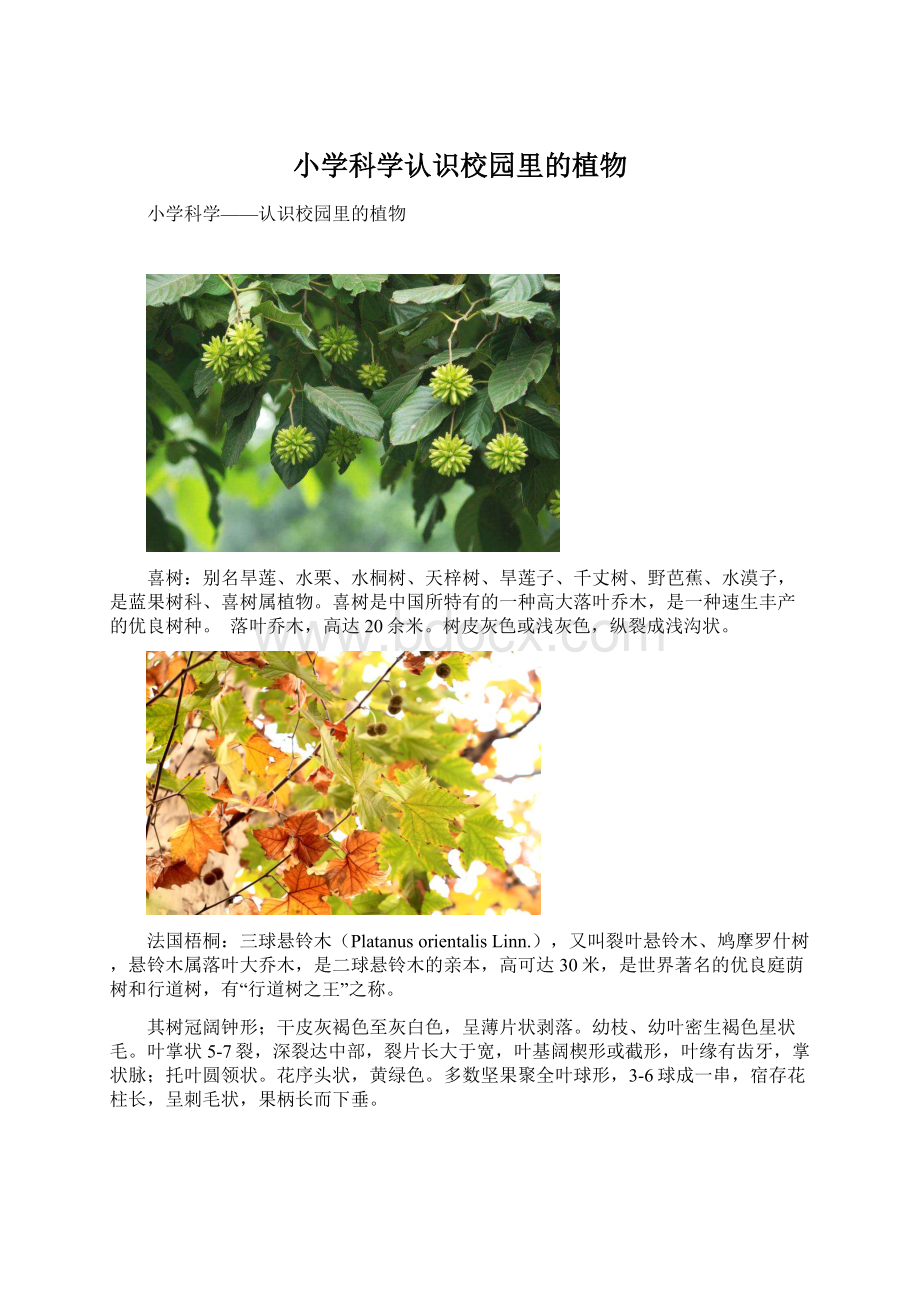 小学科学认识校园里的植物Word下载.docx