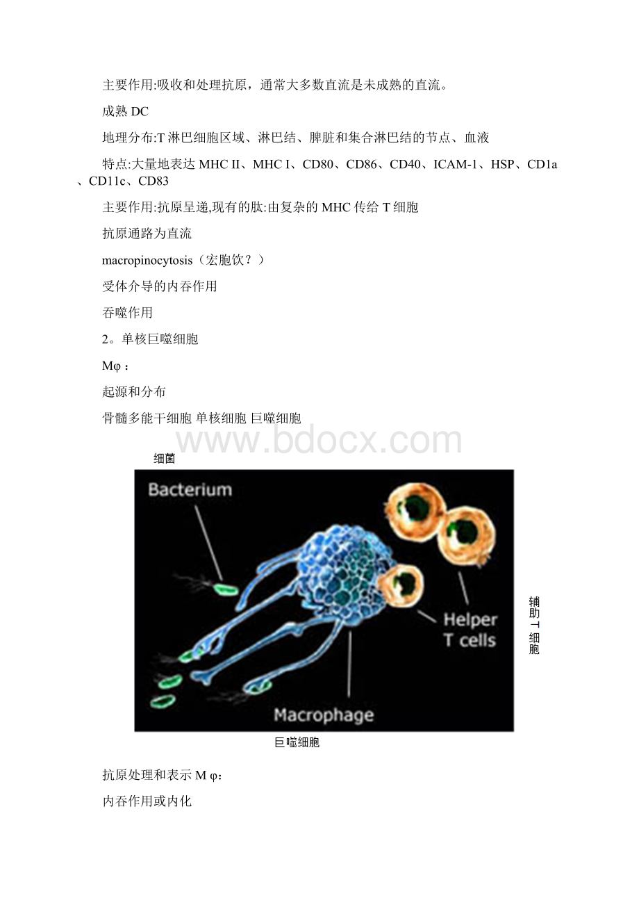 APC及抗原递呈.docx_第3页