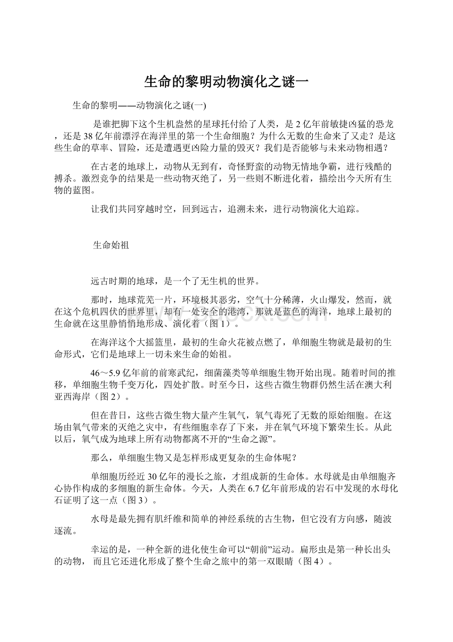 生命的黎明动物演化之谜一Word文档格式.docx