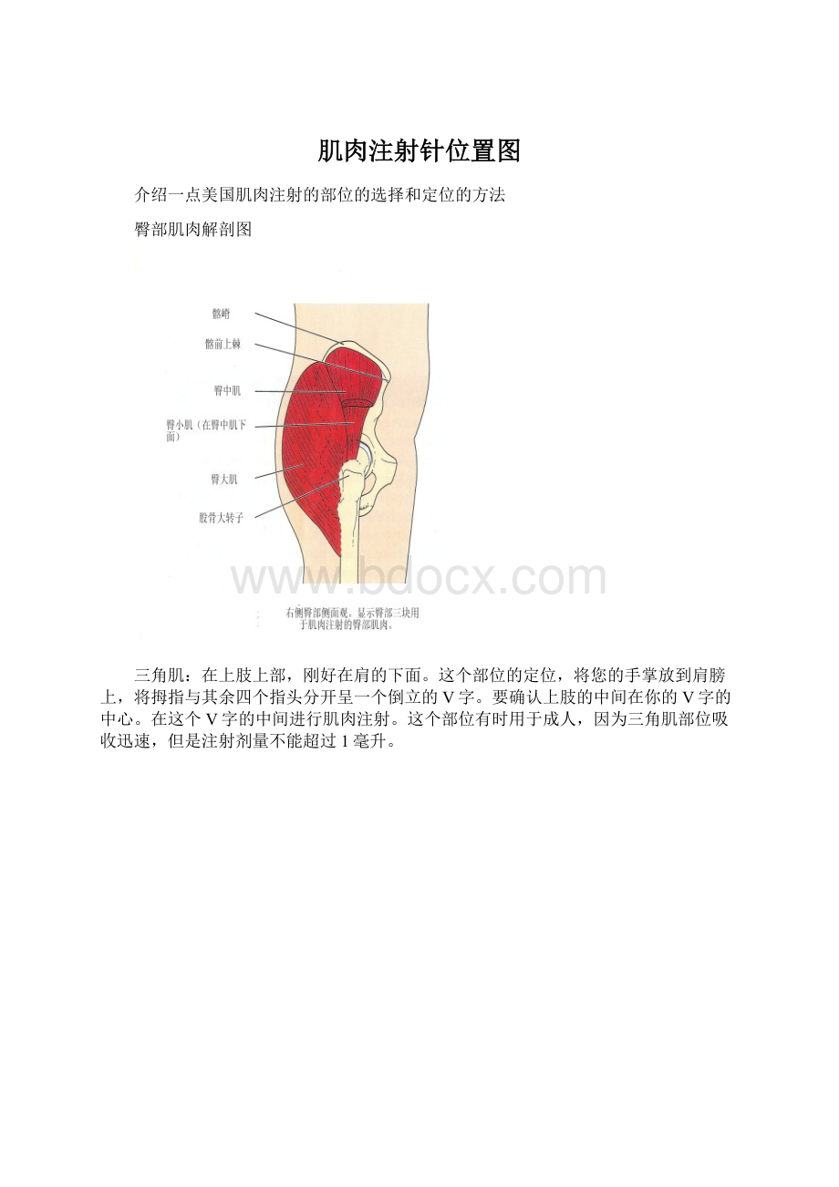 肌肉注射针位置图.docx_第1页