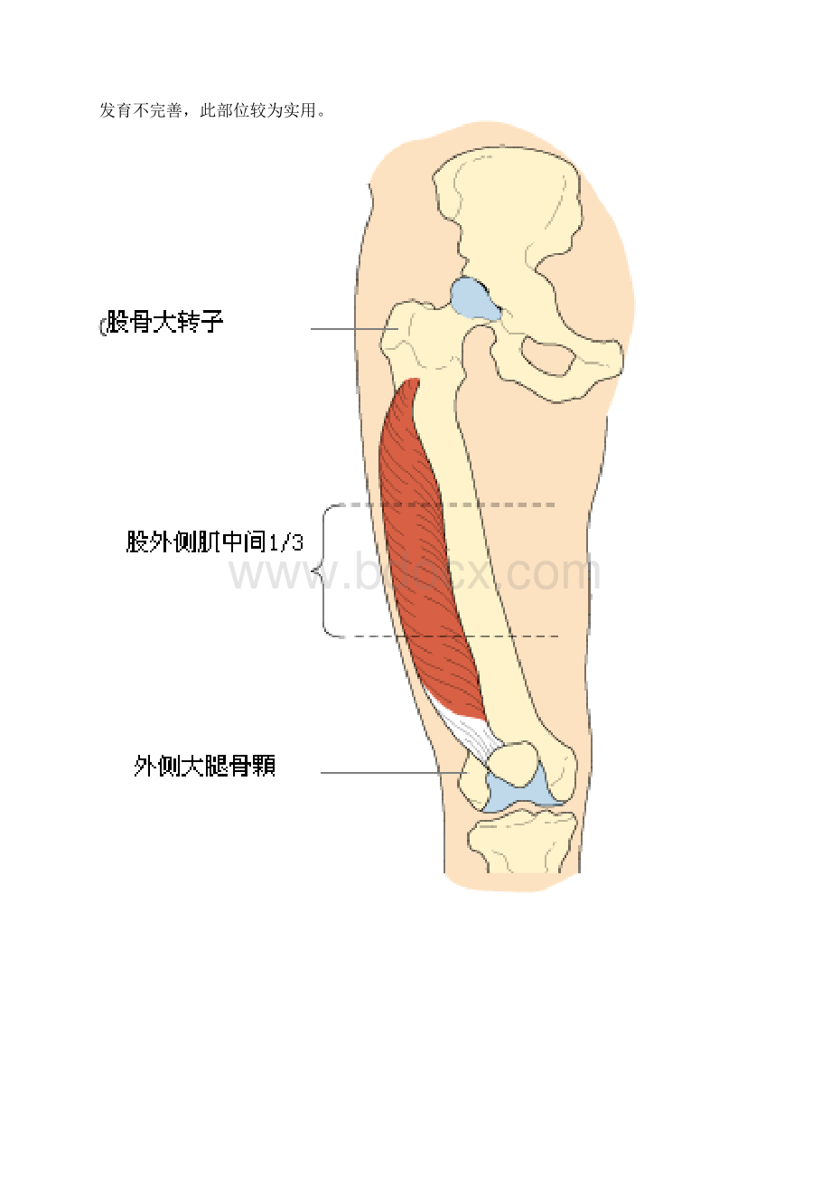 肌肉注射针位置图.docx_第3页