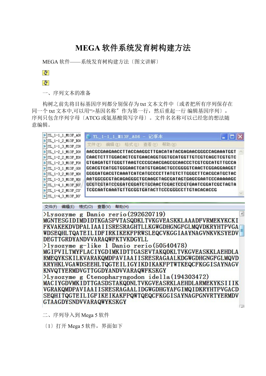 MEGA软件系统发育树构建方法Word文档下载推荐.docx