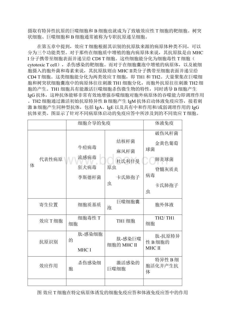 T细胞介导的免疫应答Word格式.docx_第2页